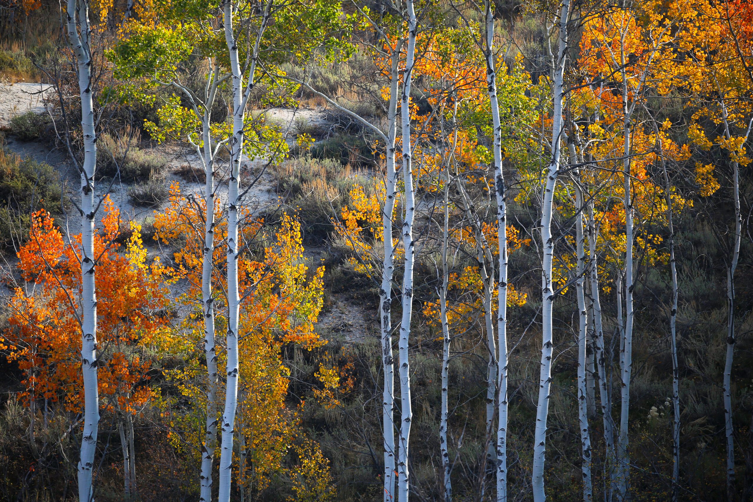 Fall Events in Southwest Idaho