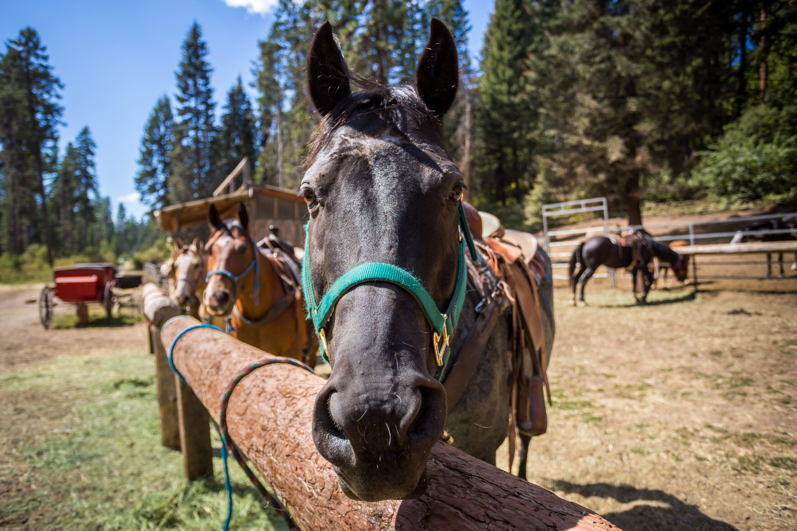 Horseback Riding Archives Southwest Idaho Travel Association