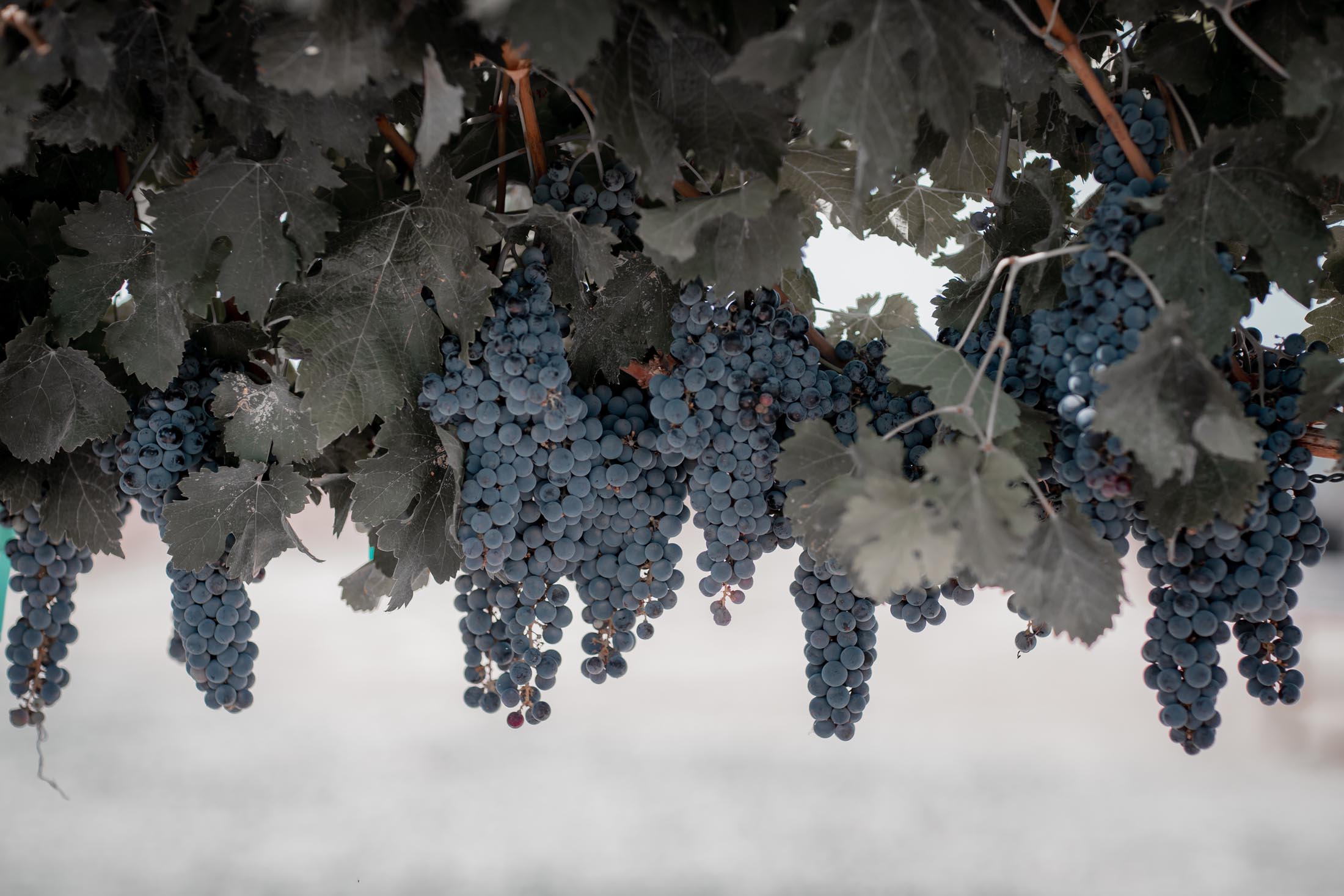 Idaho Grape Growers & Wine Producers Commission