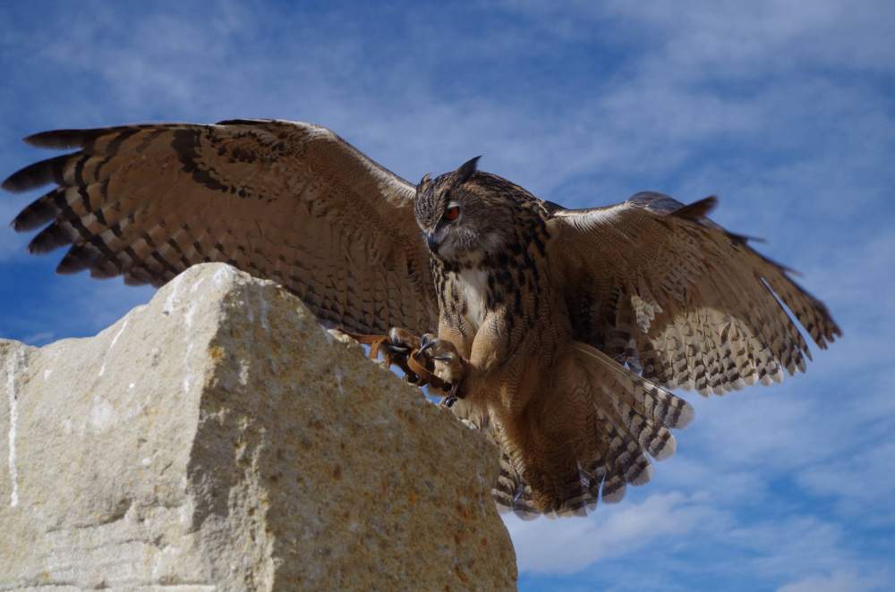 The Peregrine Fund’s World Center for Birds of Prey