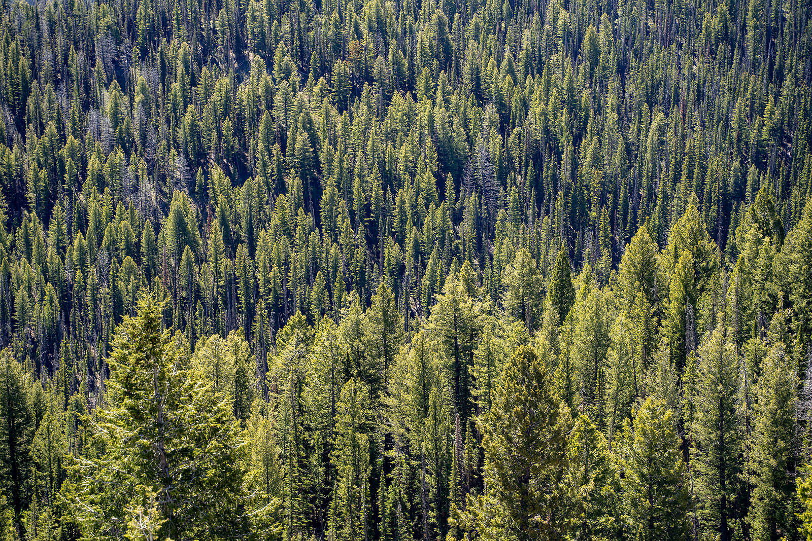 Pine, Idaho