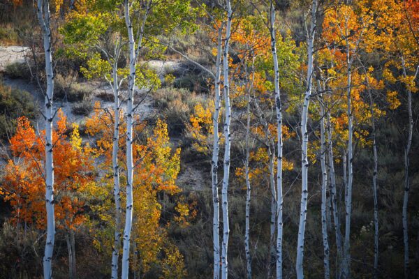 Fall Events in Southwest Idaho