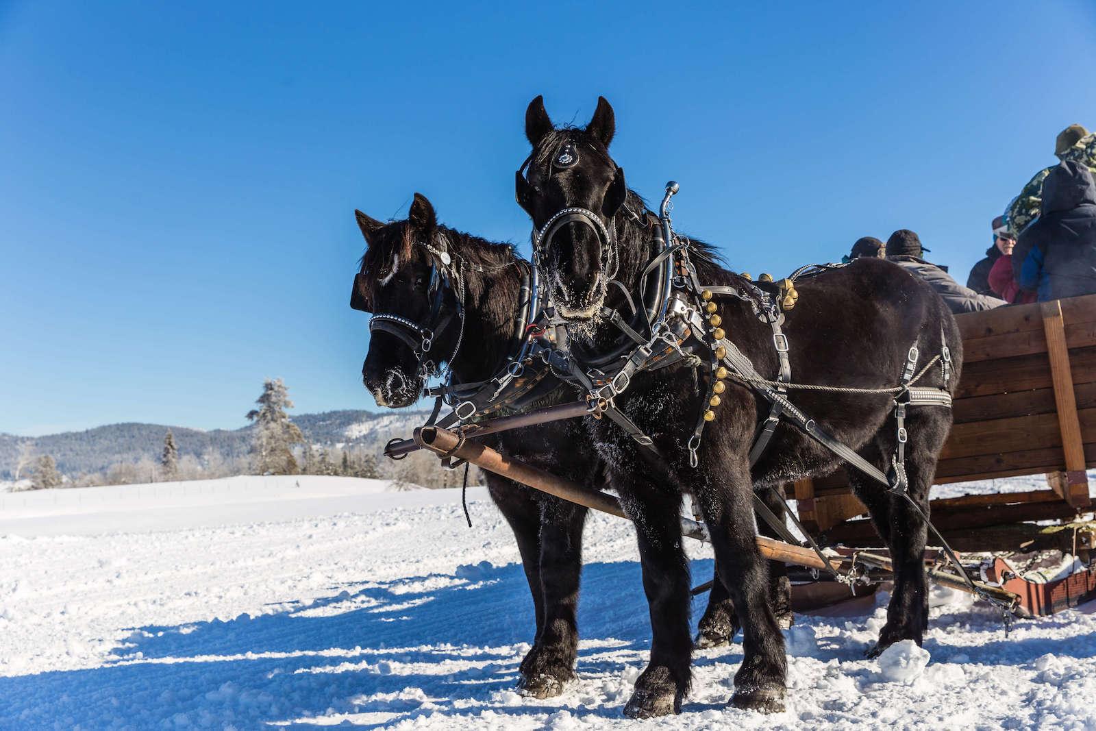 Sleigh Full of Smiles